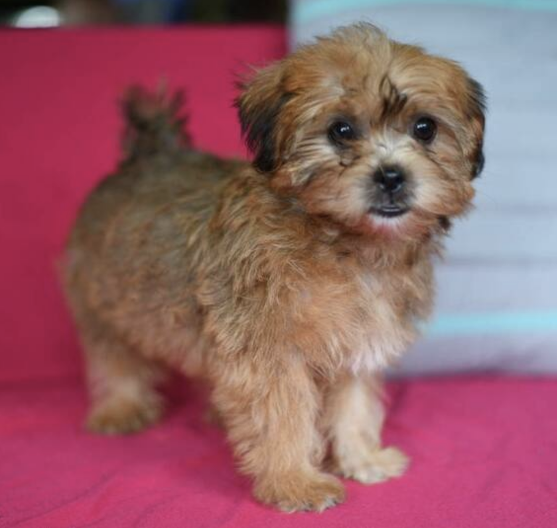 comprar cachorros sanos, baratos y asequibles para la venta